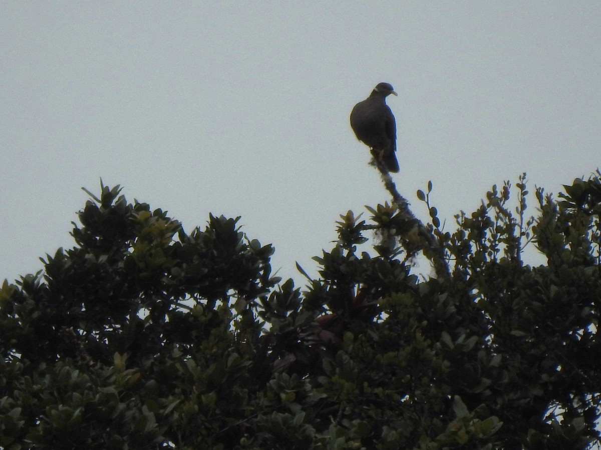 Band-tailed Pigeon - ML629400446