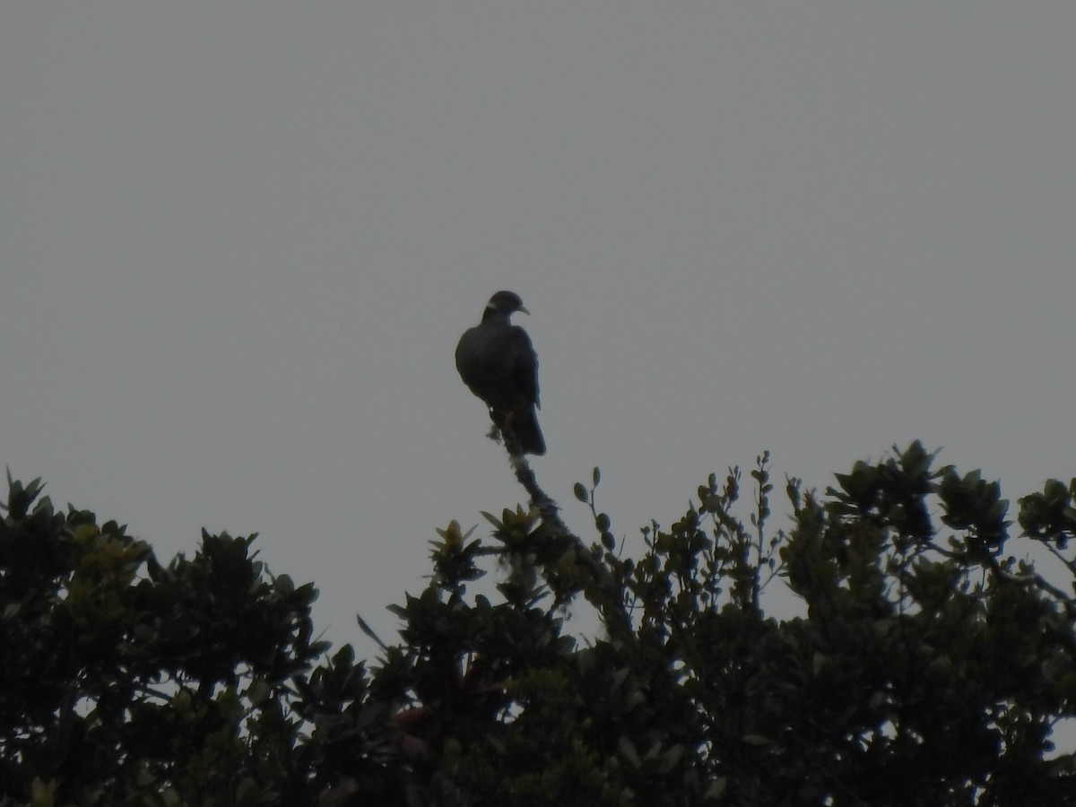 Band-tailed Pigeon - ML629400471