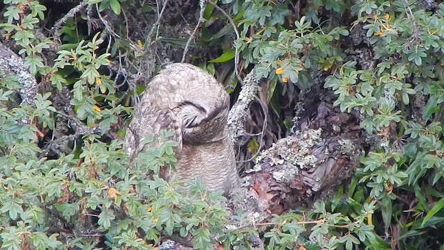 Lesser Horned Owl - ML629400549