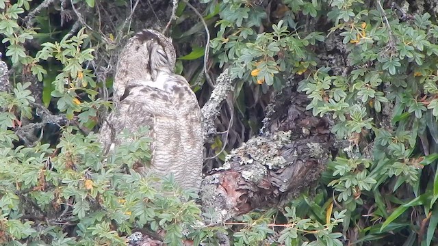 Lesser Horned Owl - ML629400550