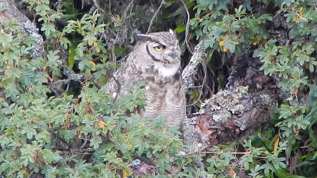 Lesser Horned Owl - ML629400566
