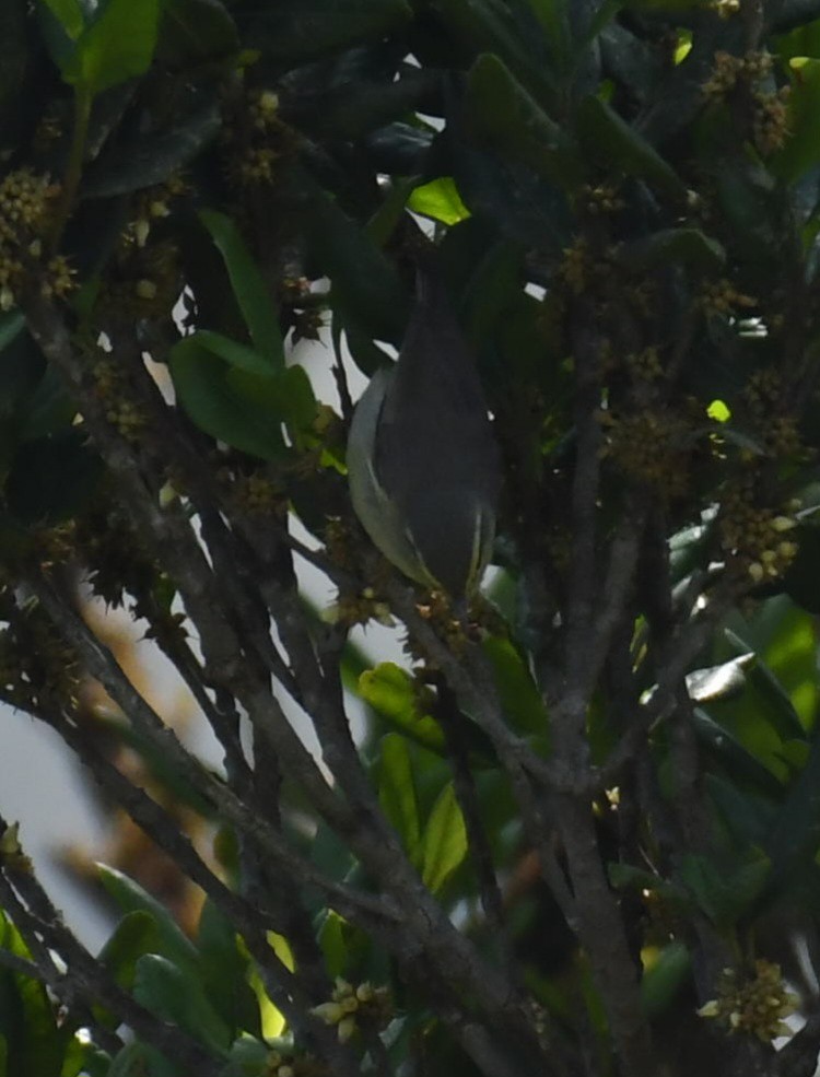 Tickell's Leaf Warbler - ML629400739