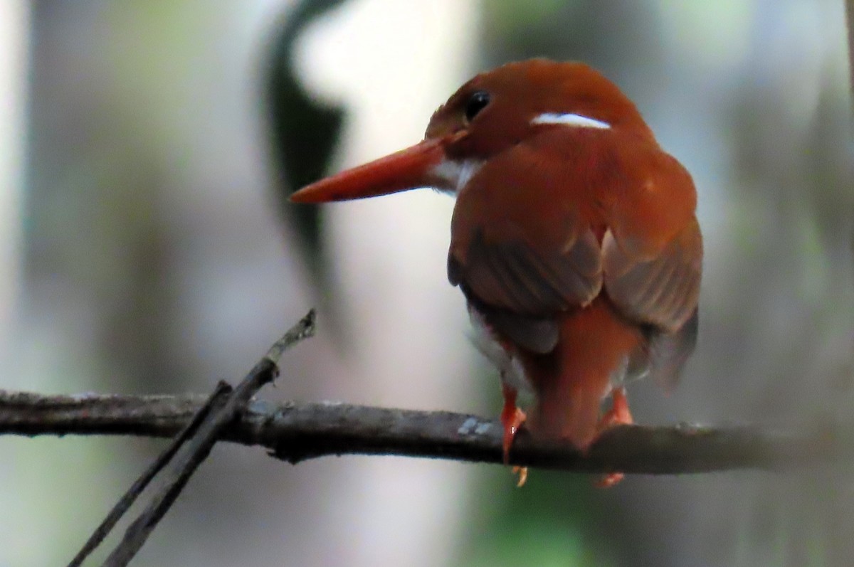 Madagascar Pygmy Kingfisher - ML629400851