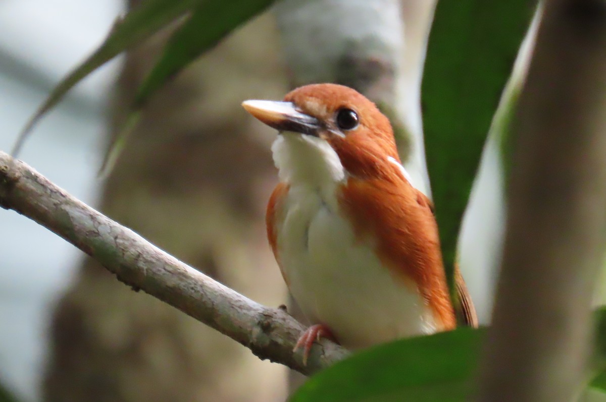 Madagascar Pygmy Kingfisher - ML629400852