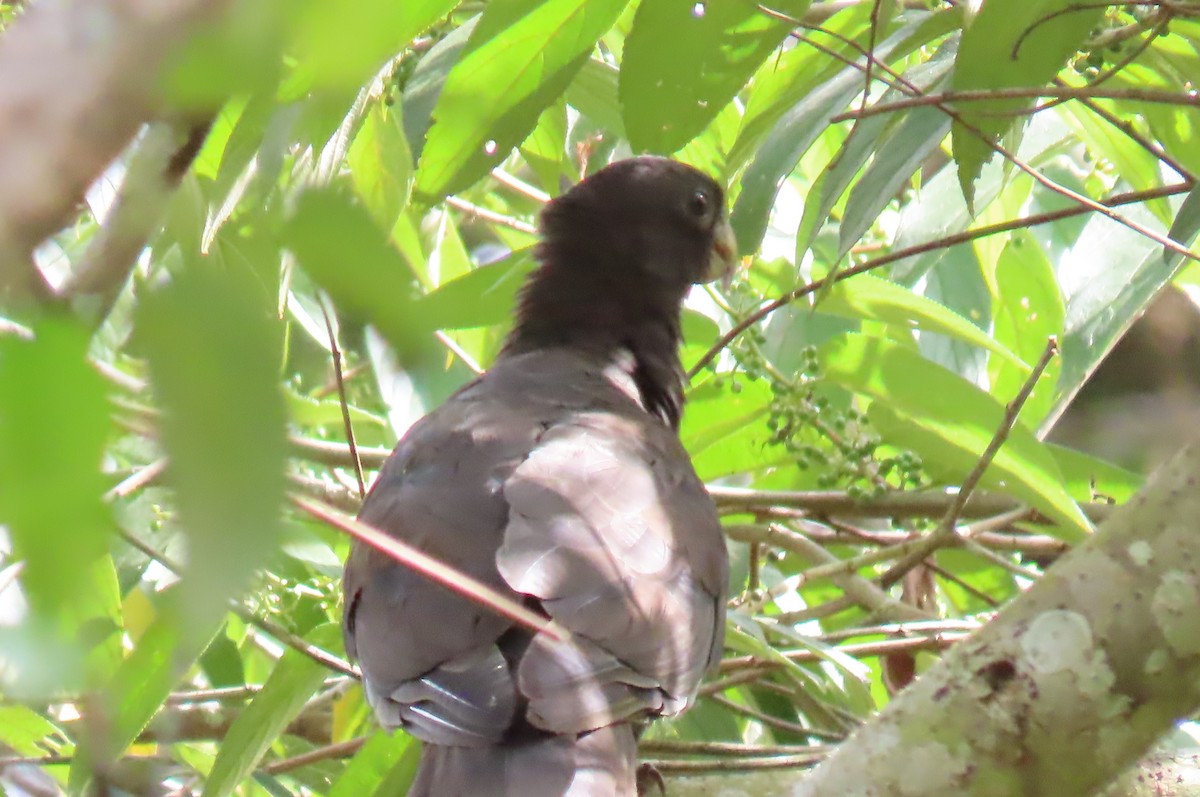 Lesser Vasa Parrot - ML629400861