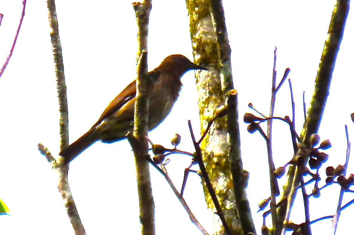 Madagascar Starling - ML629400866