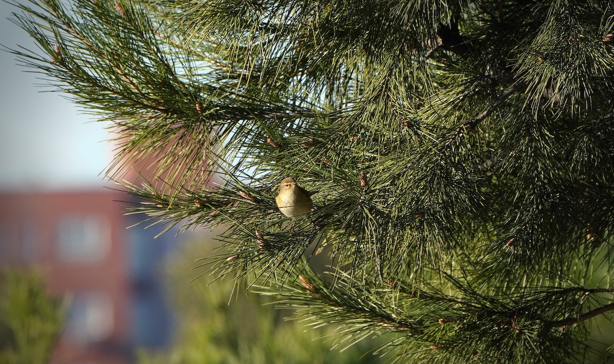 Урианхайн дууч шувуу - ML629400875