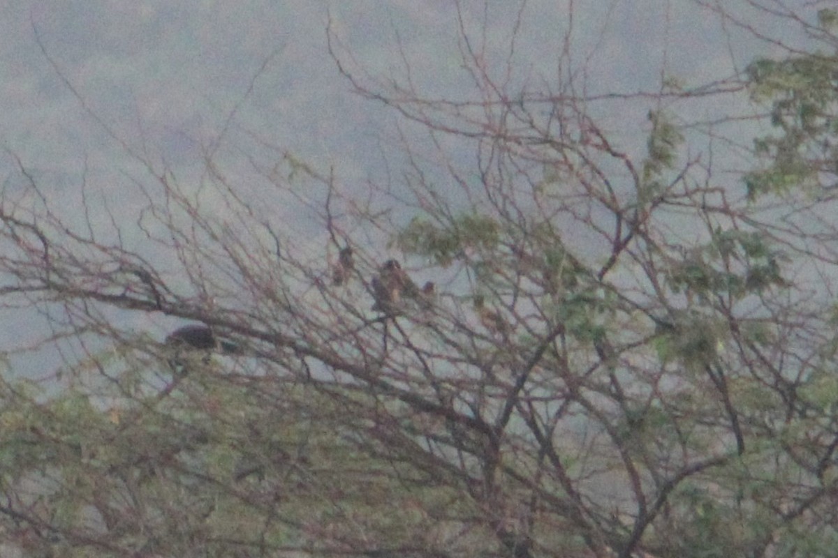 Ягаан тодол - ML629400951