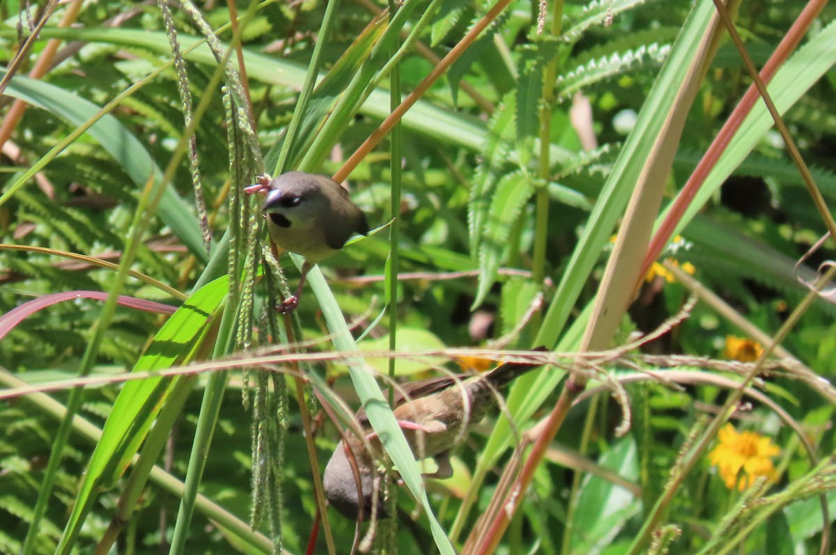 Madagascar Munia - ML629400959
