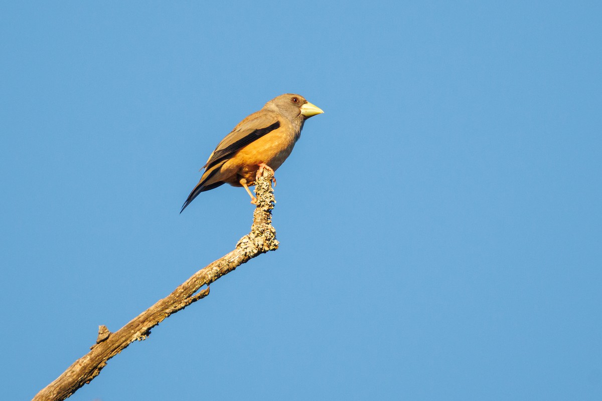 Black-and-yellow Grosbeak - ML629401062