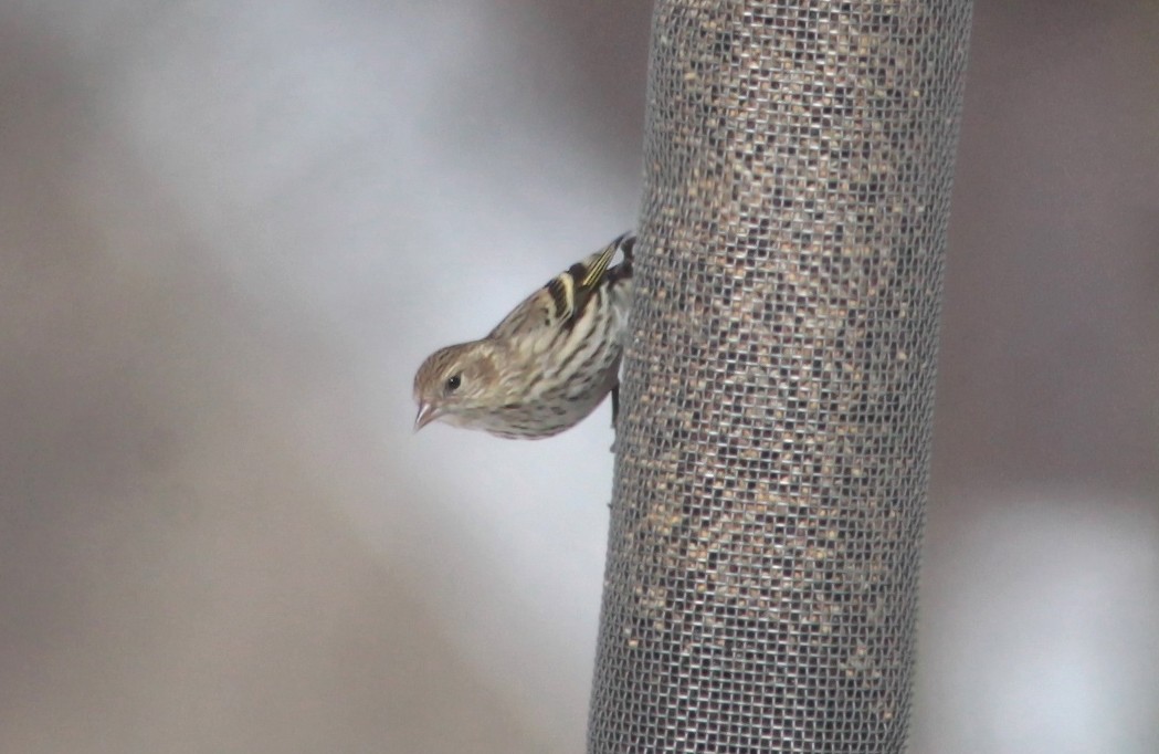 Pine Siskin - ML629401154
