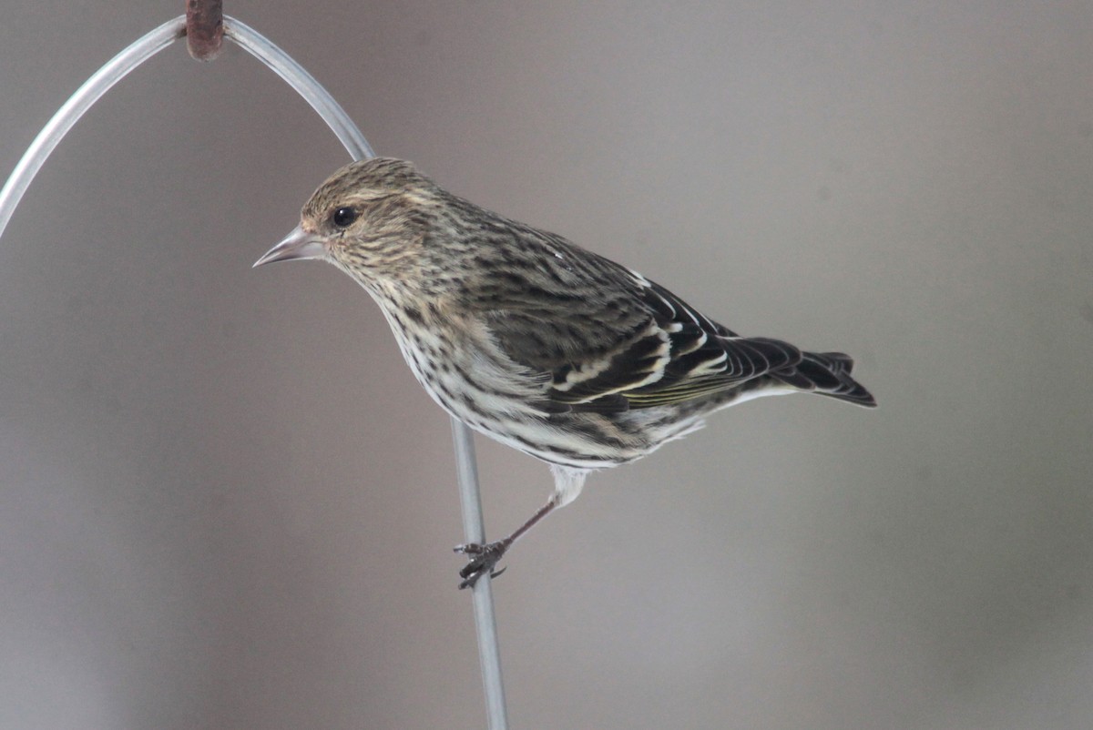 Pine Siskin - ML629401155
