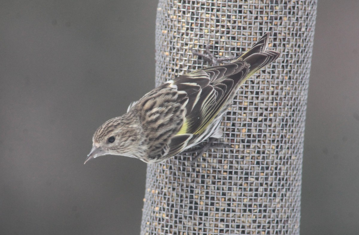 Pine Siskin - ML629401156