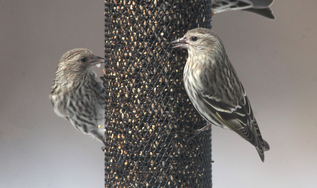 Pine Siskin - ML629401157