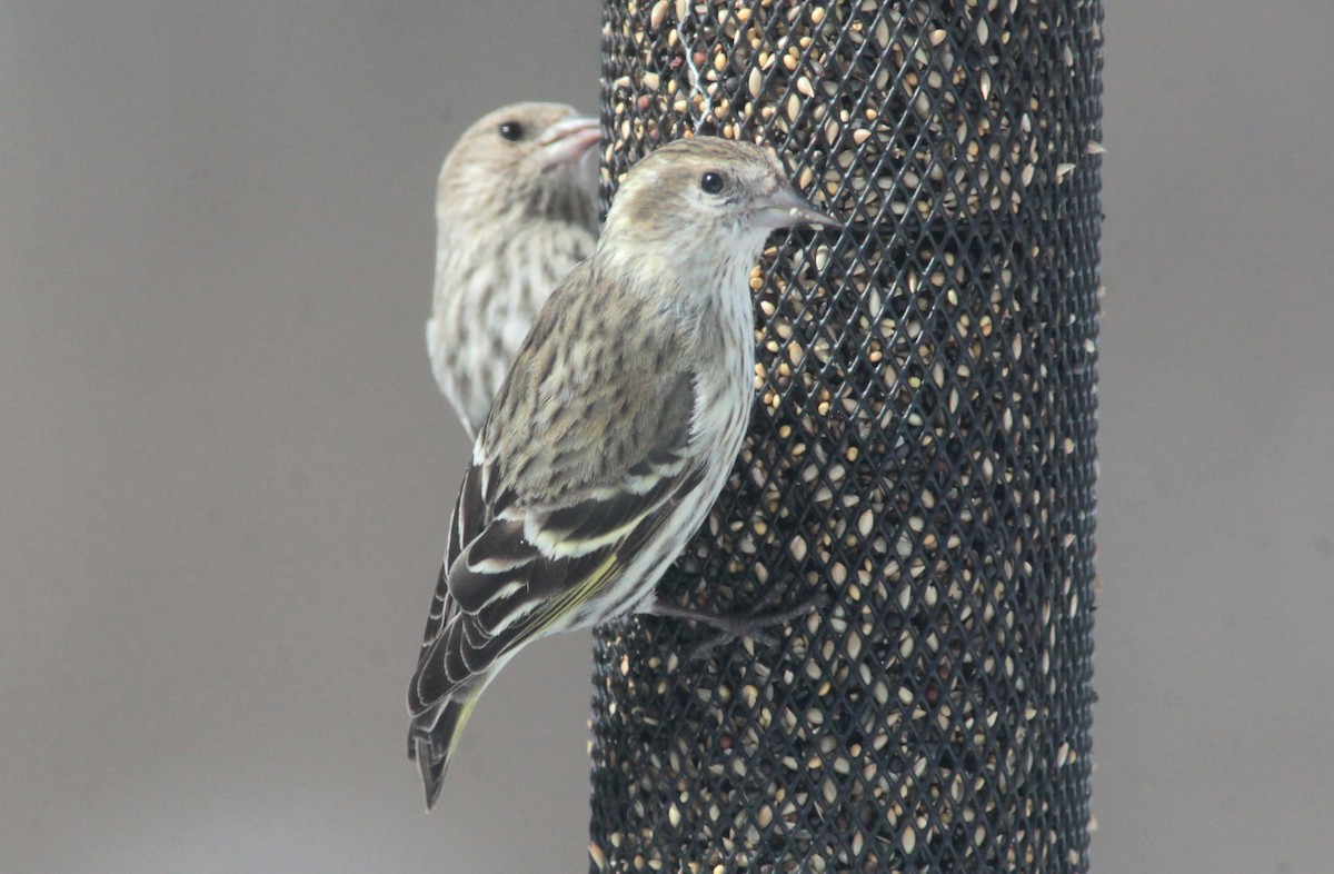 Pine Siskin - ML629401158