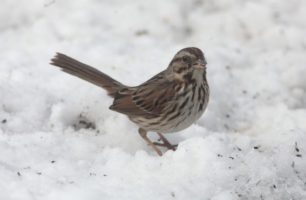 Song Sparrow - ML629401163
