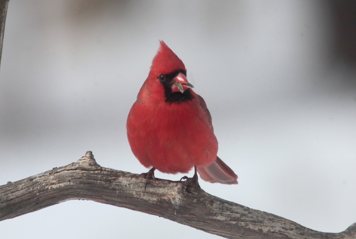Northern Cardinal - ML629401167