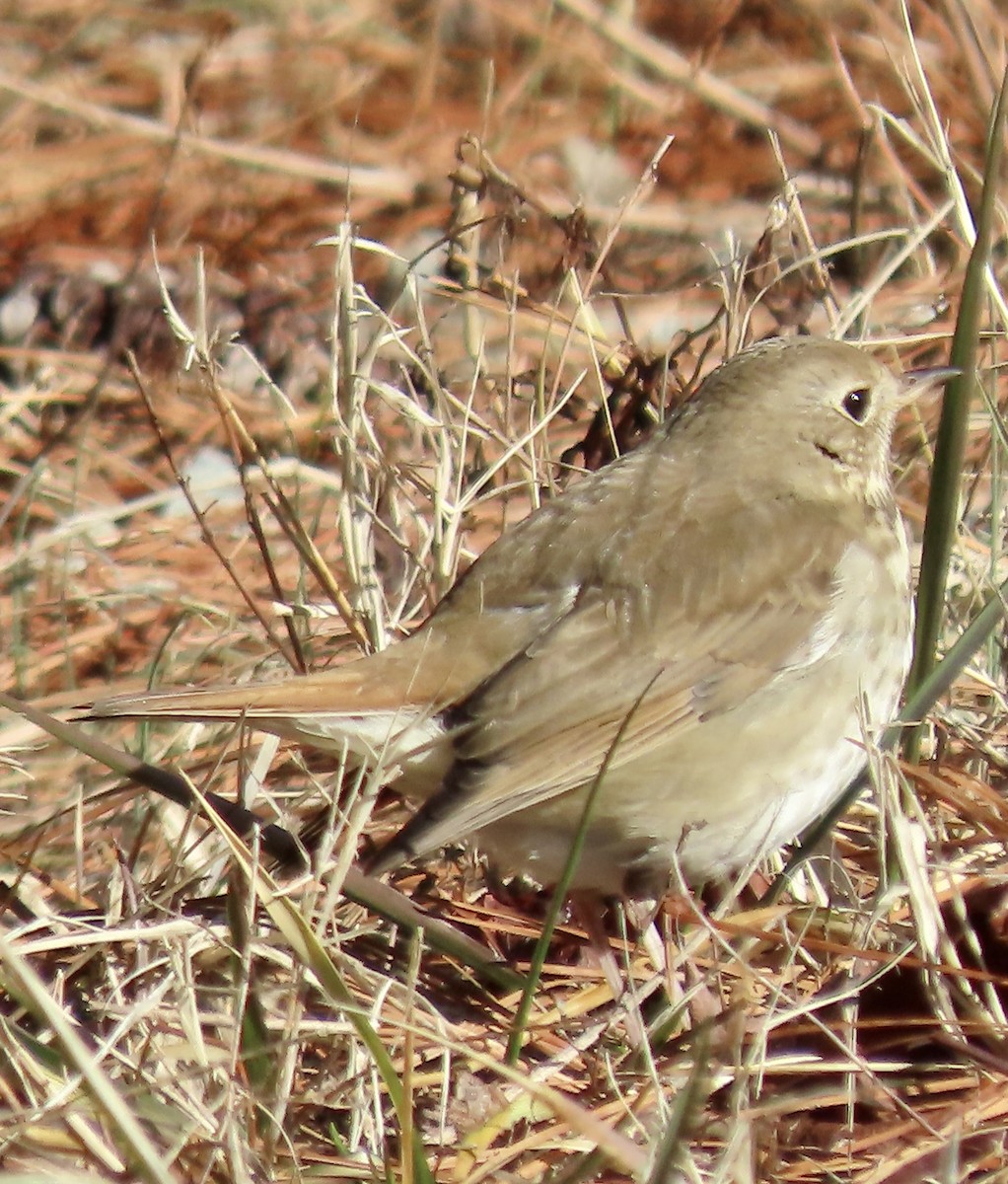 Hermit Thrush - ML629401317
