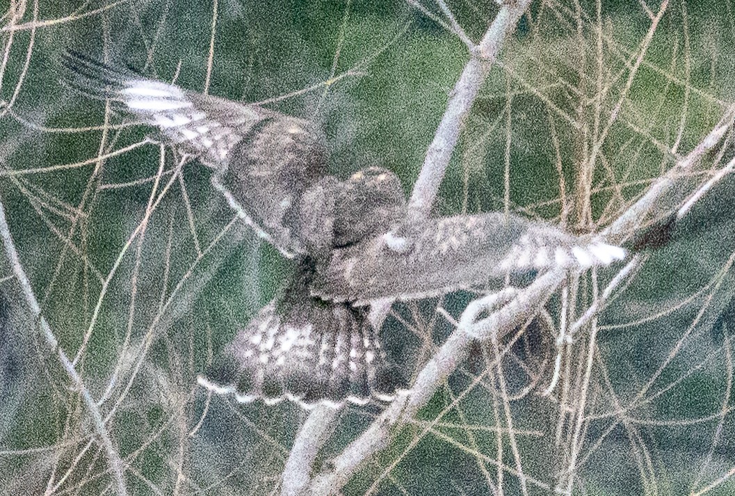 Rough-legged Hawk - ML629401736