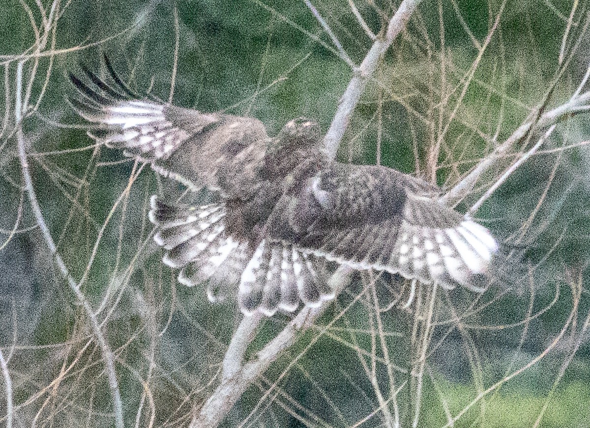Rough-legged Hawk - ML629401737