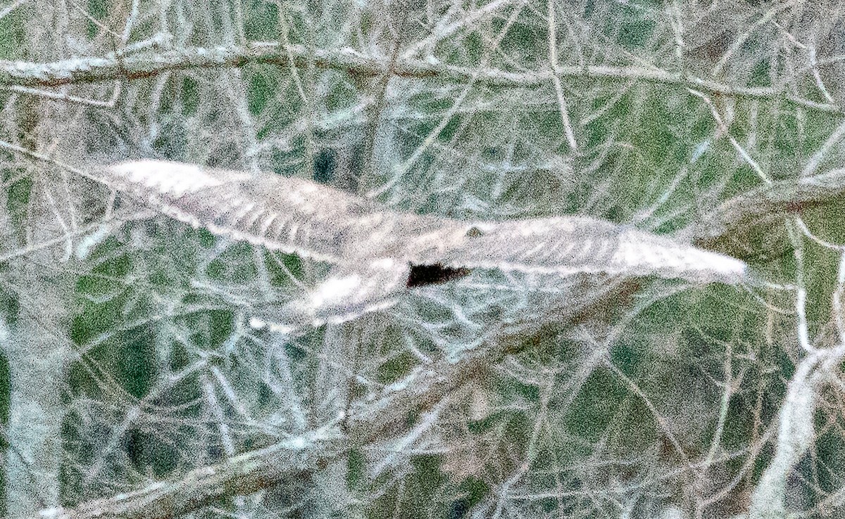 Rough-legged Hawk - ML629401738
