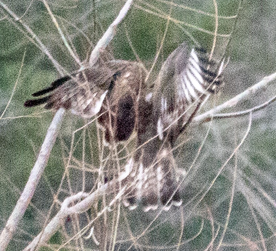 Rough-legged Hawk - ML629401814