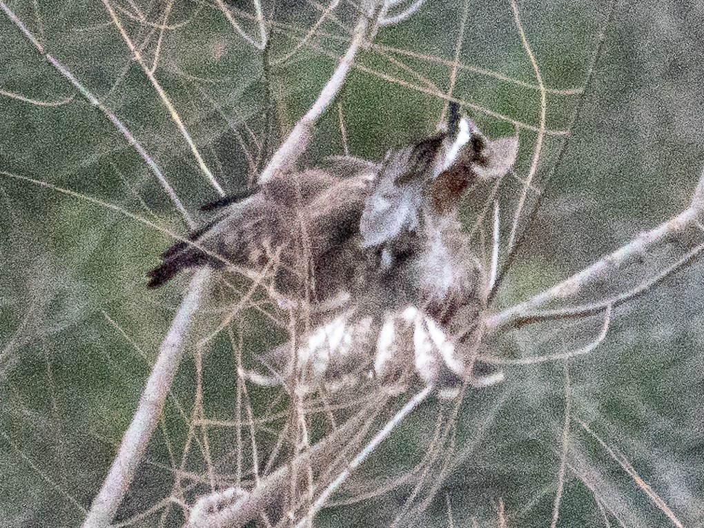 Rough-legged Hawk - ML629401815