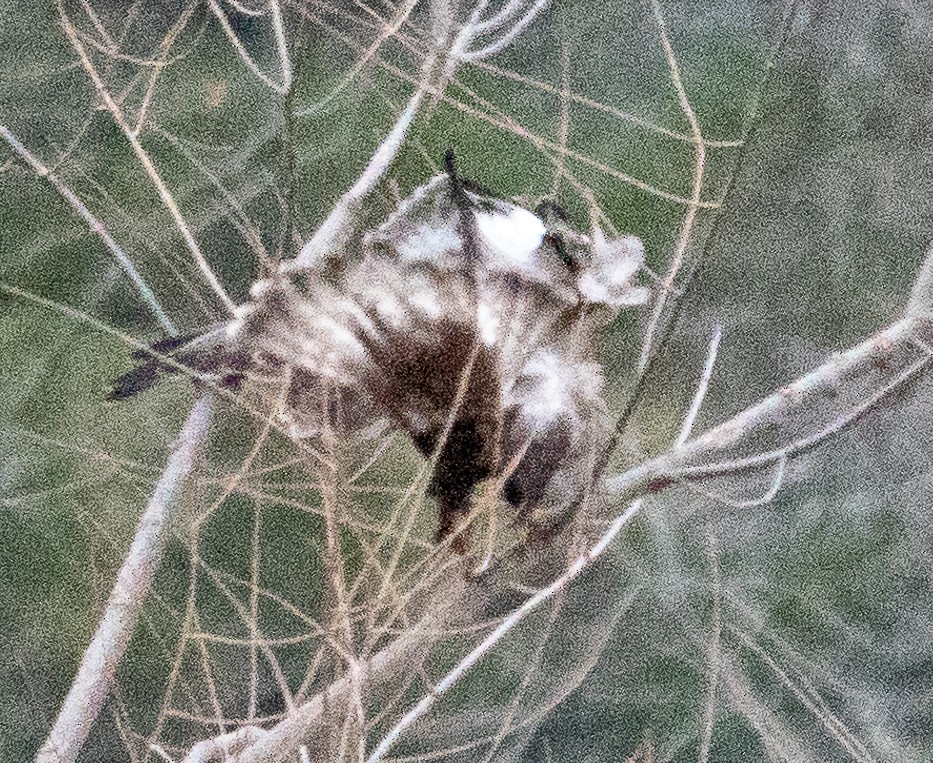 Rough-legged Hawk - ML629401816