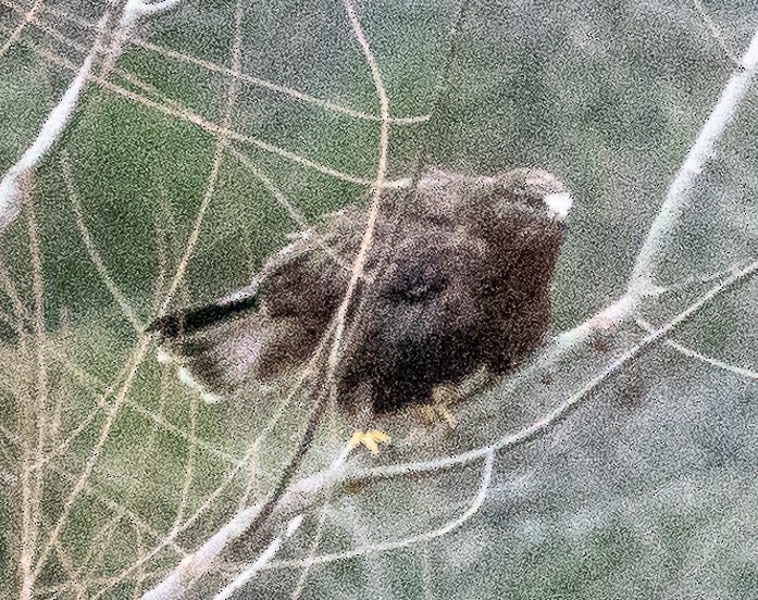 Rough-legged Hawk - ML629401817