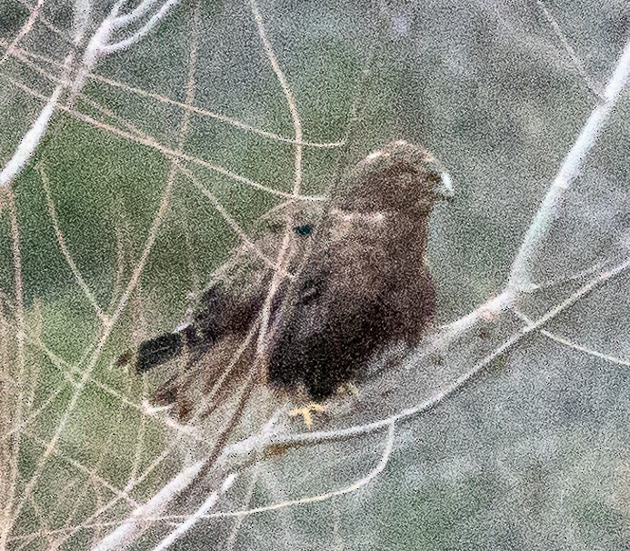 Rough-legged Hawk - ML629401818