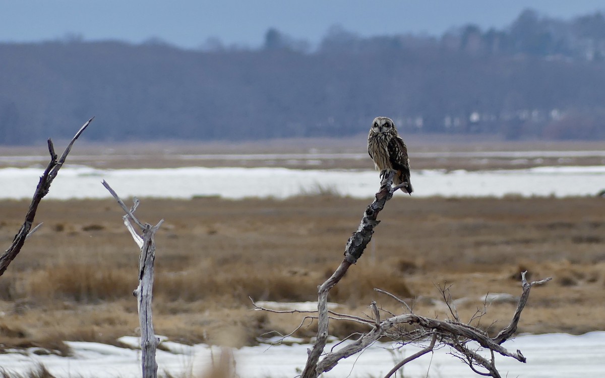 Short-eared Owl - ML629401958