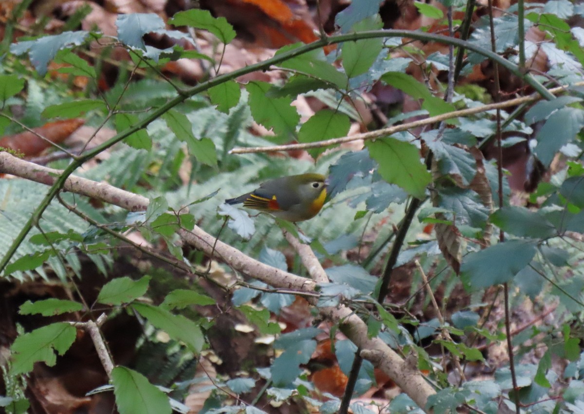 Rotschnabel-Sonnenvogel - ML629402078