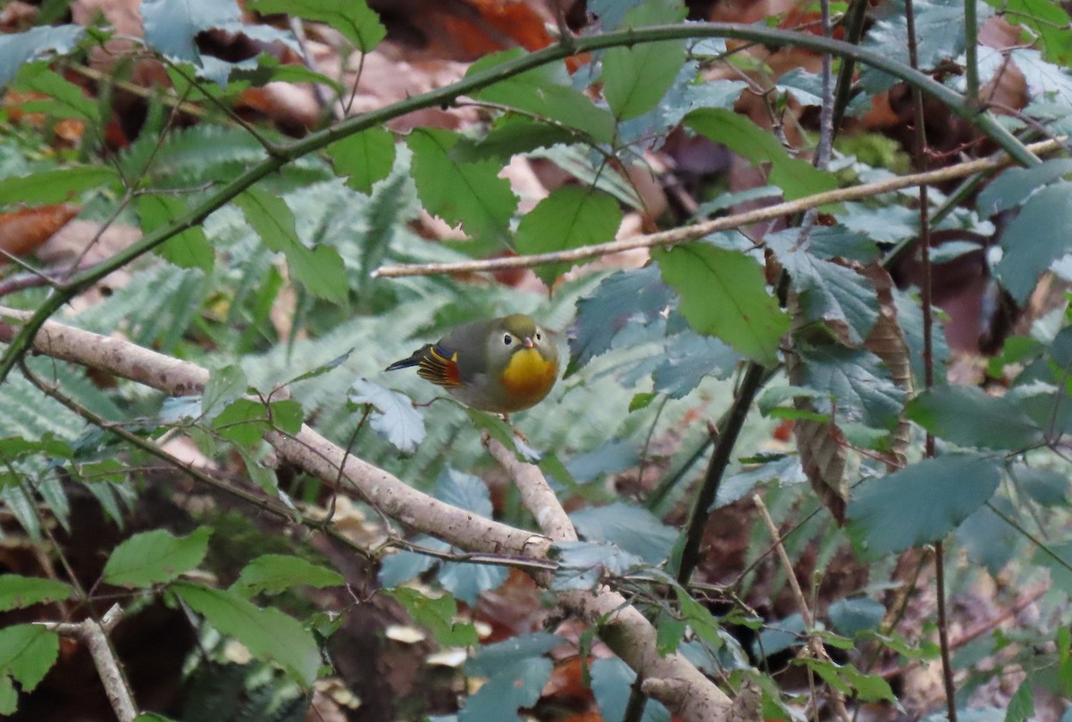 Rotschnabel-Sonnenvogel - ML629402079