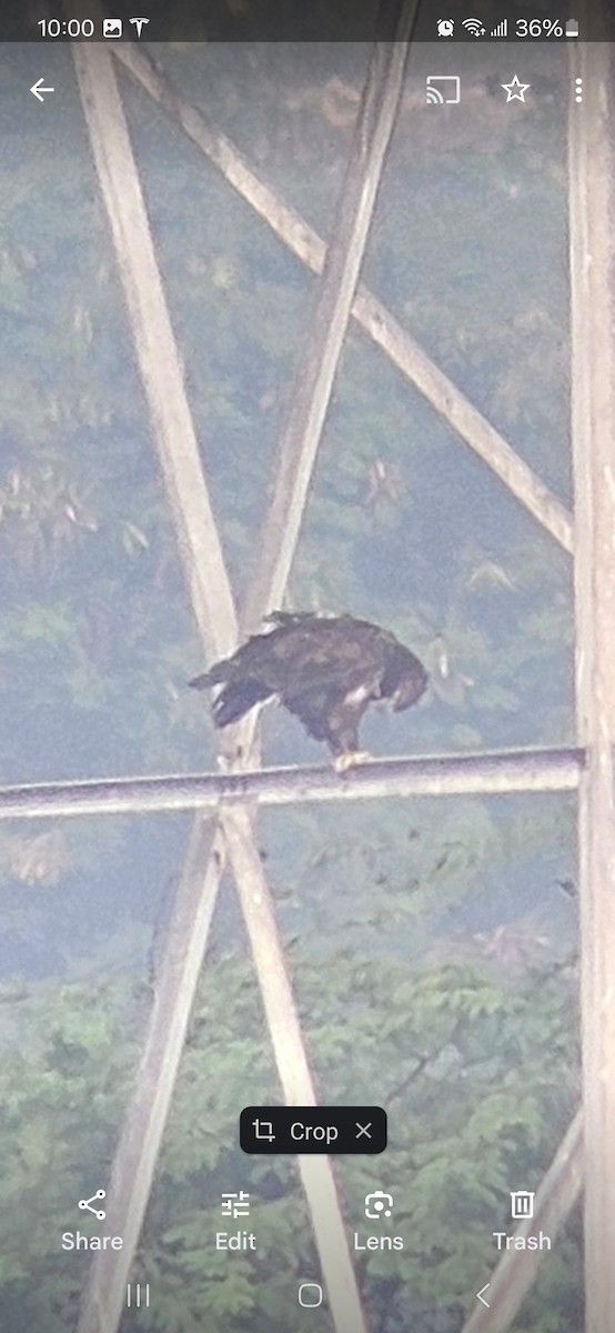 Бор бүргэд - ML629402158