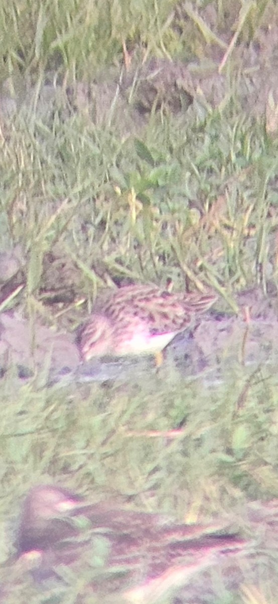 Савар элсэг - ML629402187