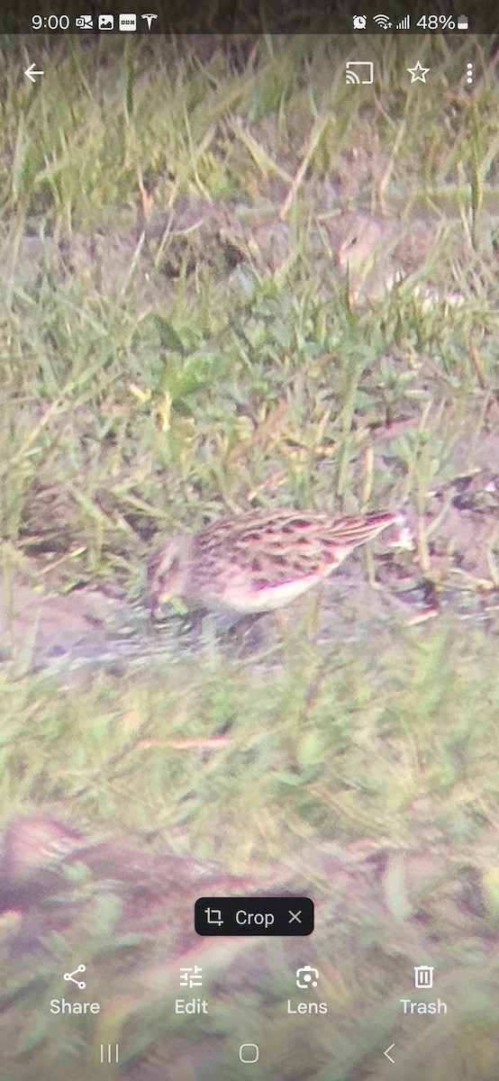 Савар элсэг - ML629402188