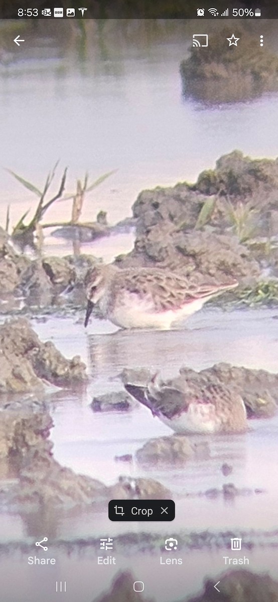 Одой элсэг - ML629402200