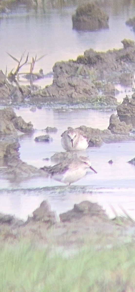 Одой элсэг - ML629402201