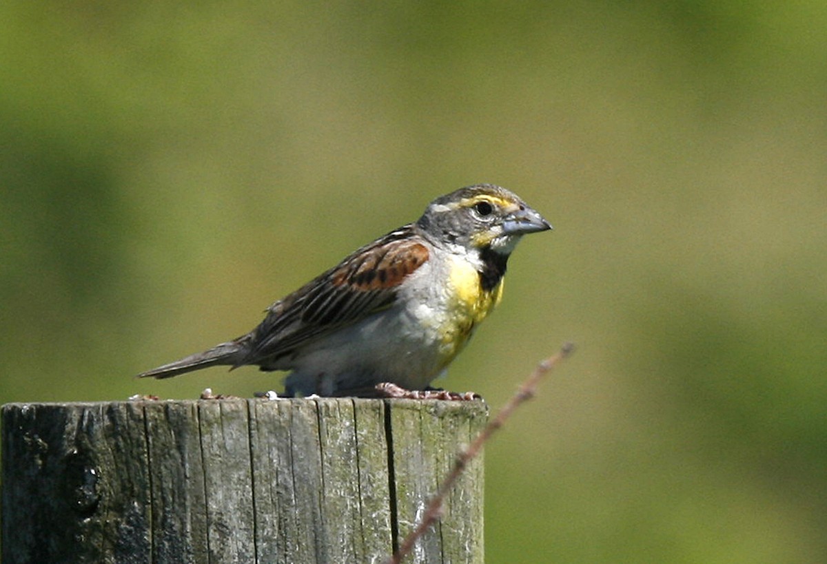 Dickcissel d'Amérique - ML62940221