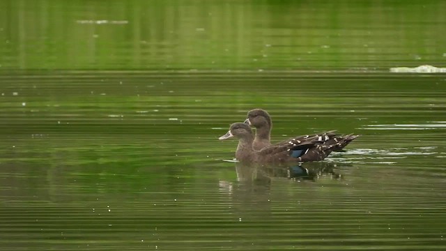Canard noirâtre - ML629402584