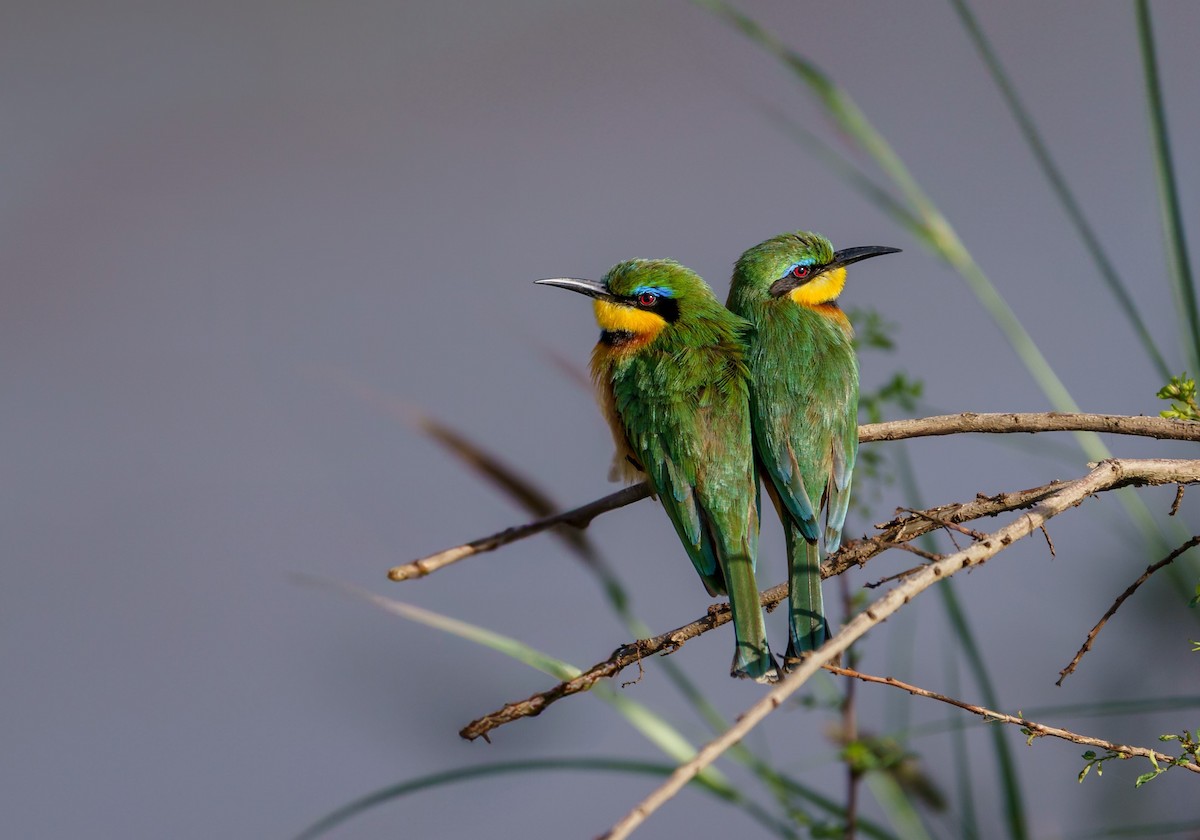 Little Bee-eater - ML629402740