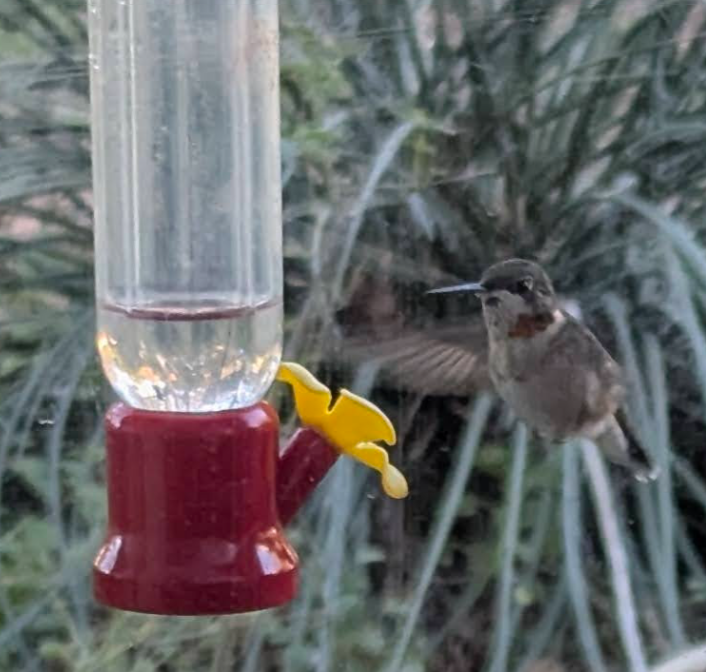 Ruby-throated Hummingbird - ML629402957