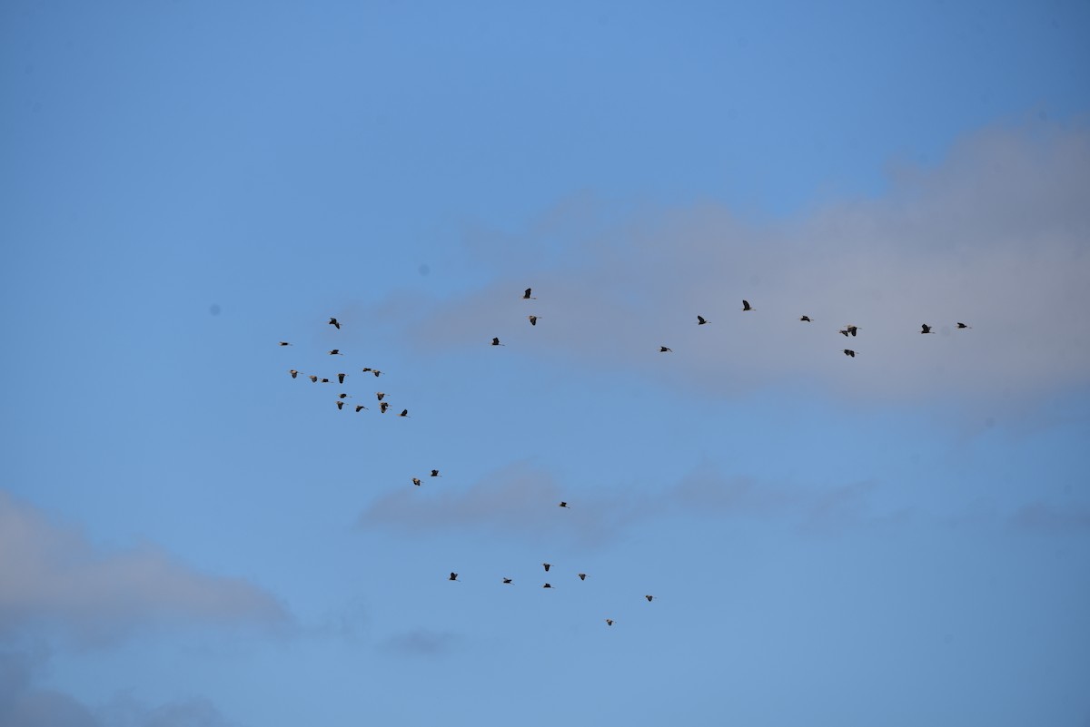 Purple Heron - ML629403033