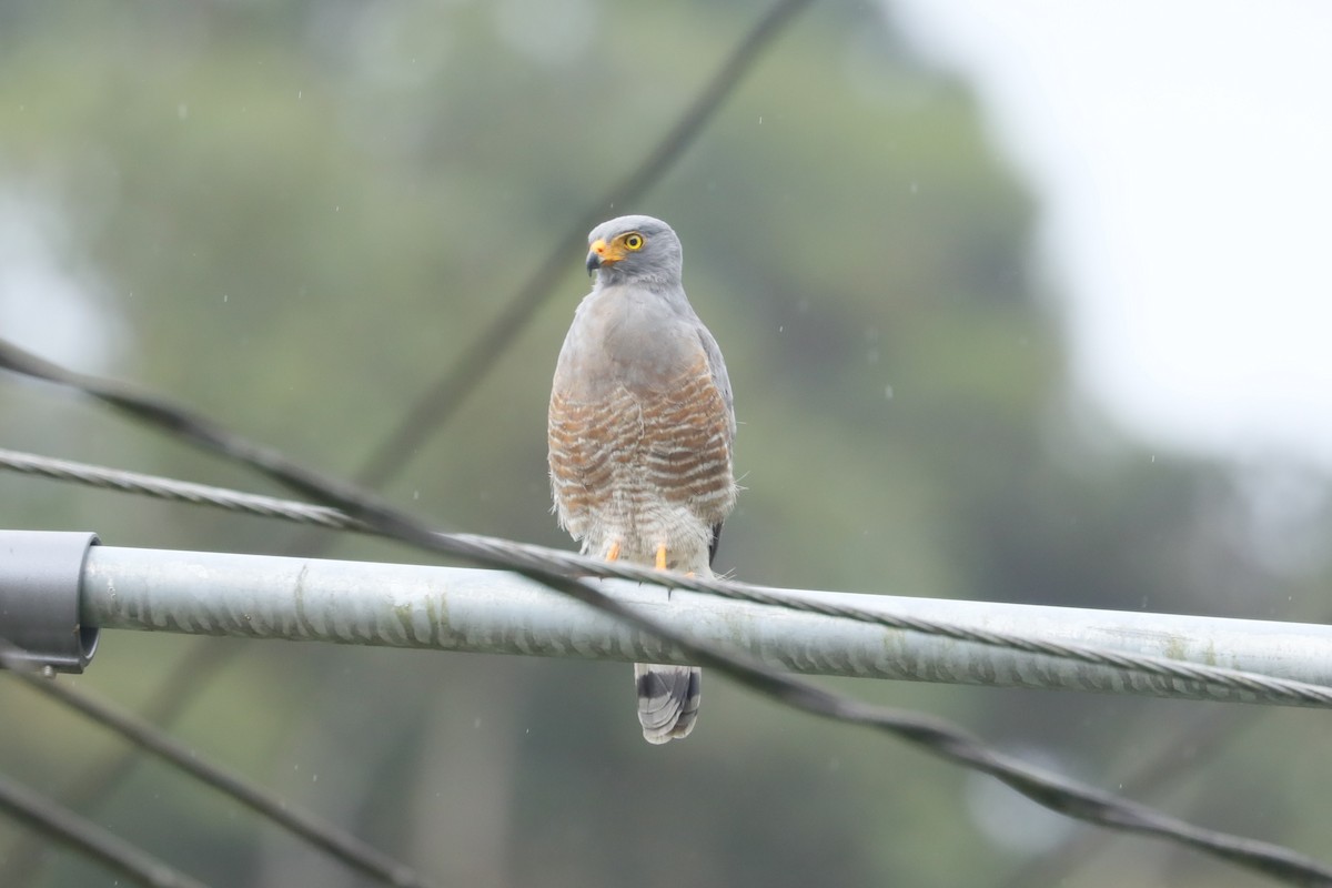 Roadside Hawk (Northern) - ML629403118