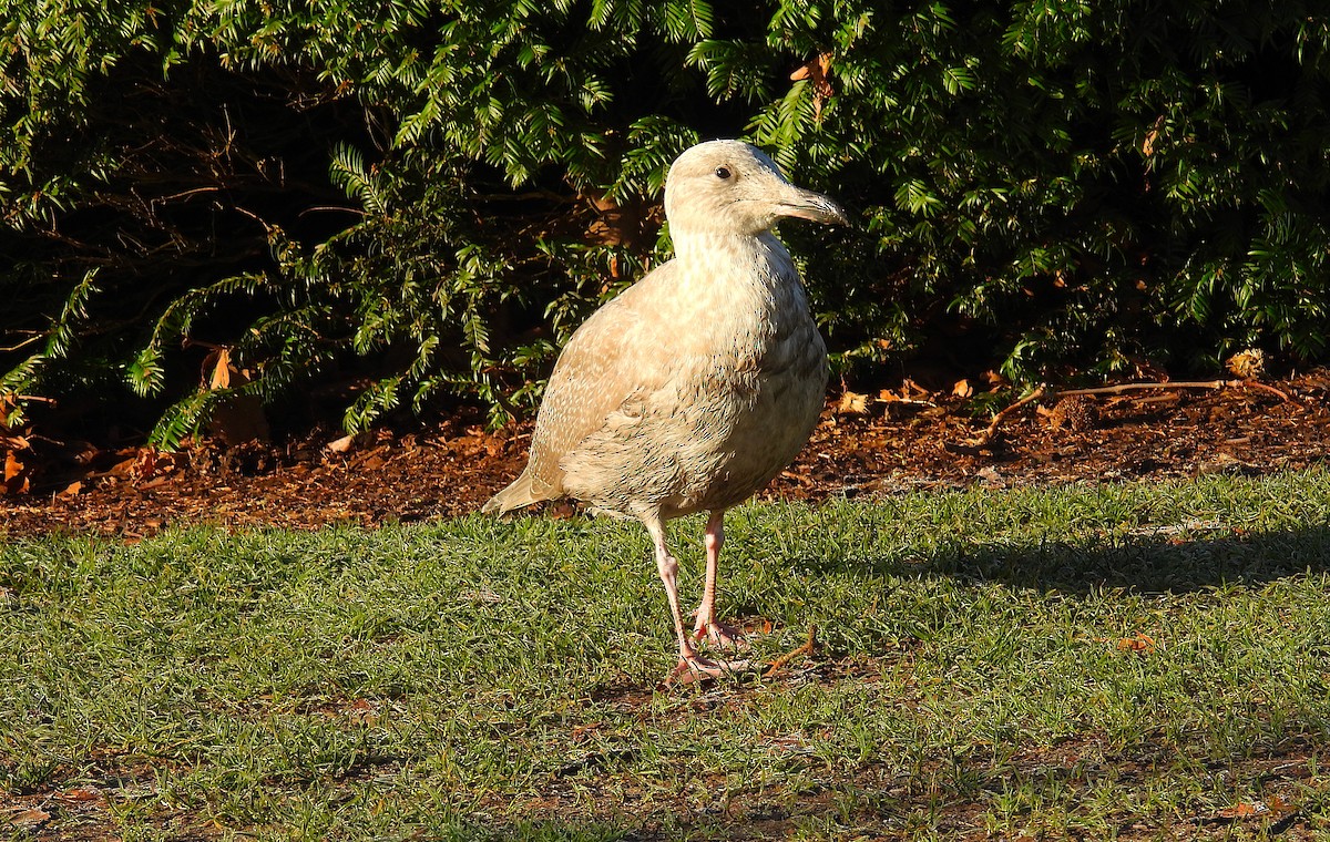 Glaucous-winged Gull - ML629403215