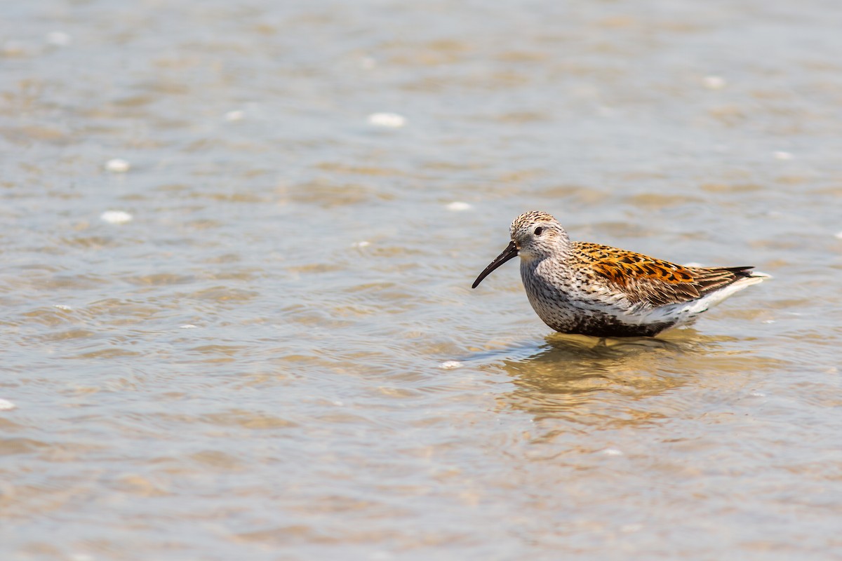 Dunlin - ML629403721