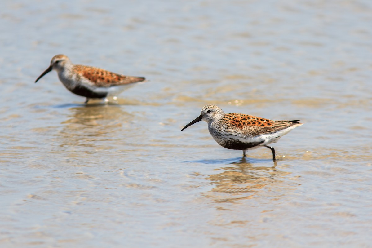 Dunlin - ML629403722