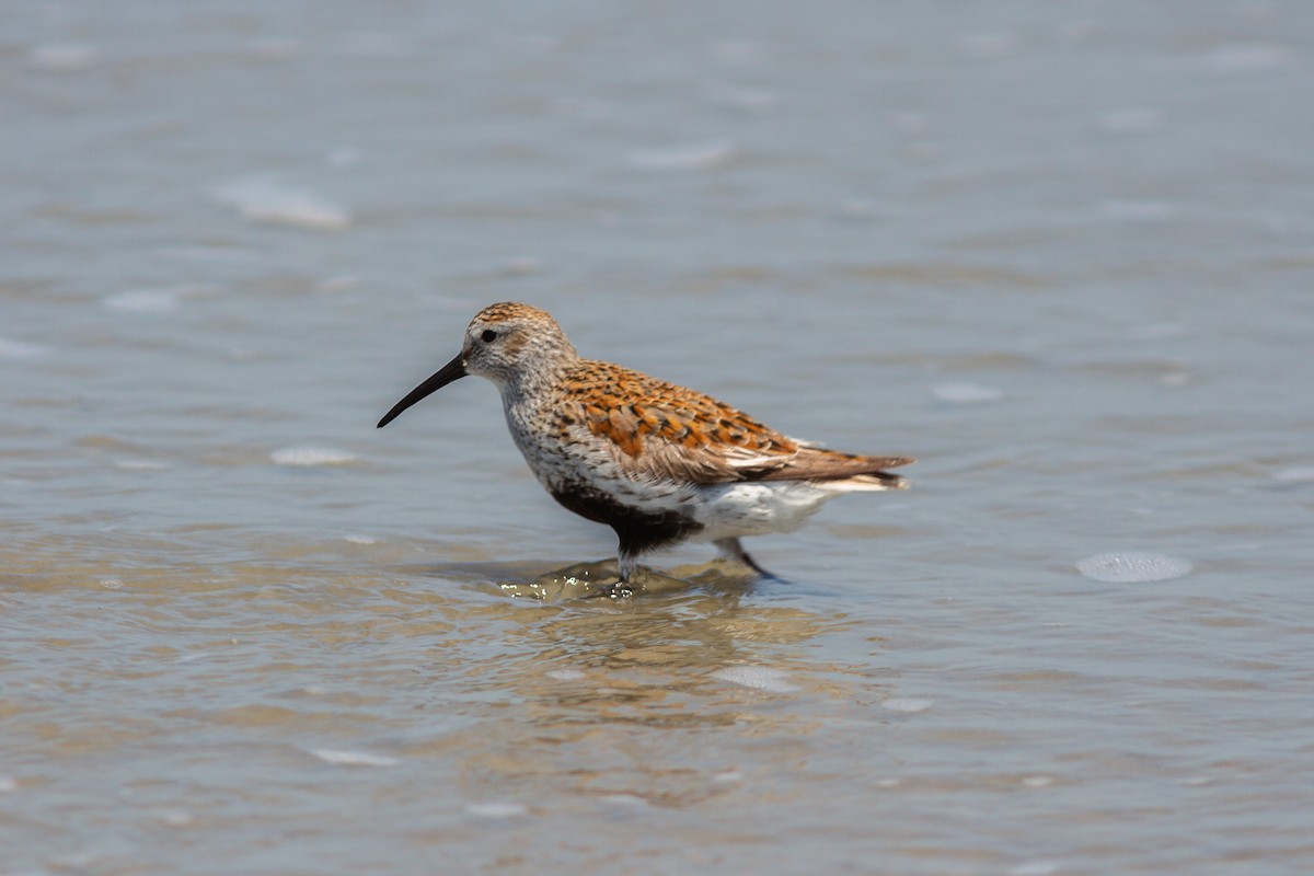 Dunlin - ML629403723