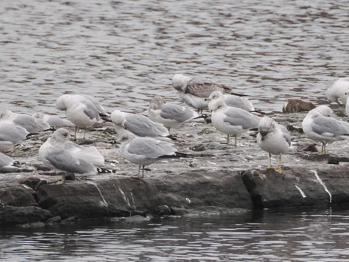 Short-billed Gull - ML629403940