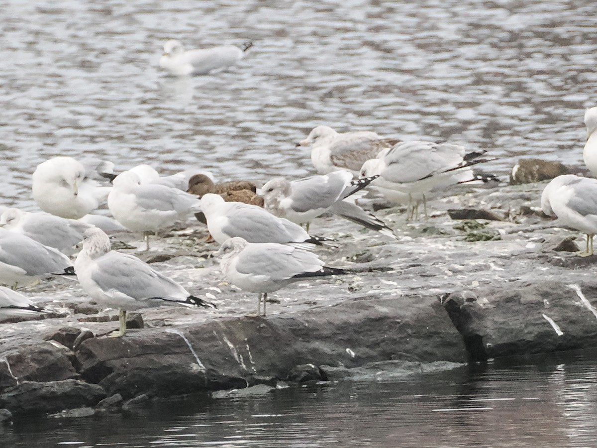 Short-billed Gull - ML629403946